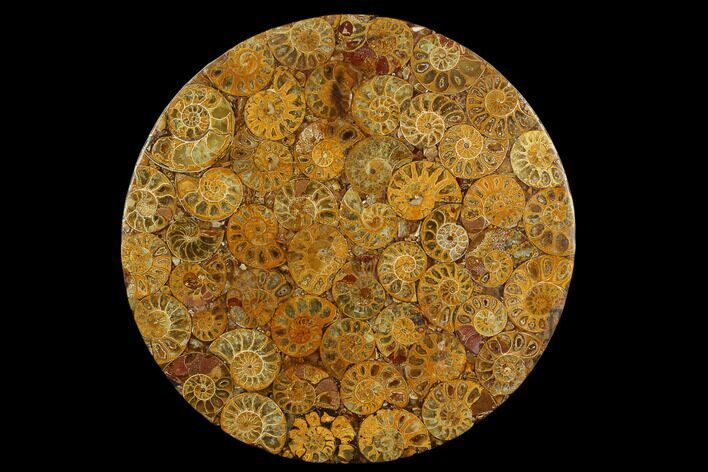 Composite Plate Of Agatized Ammonite Fossils #130571